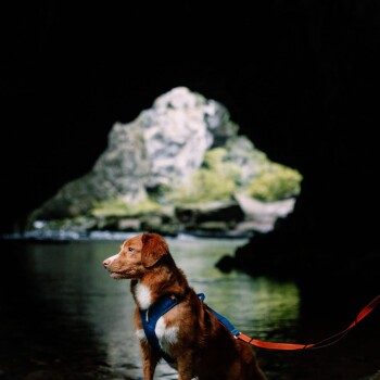 Ein brauner Hund, der ein blaues Geschirr trägt, steht an einem Fluss, mit einem dunklen Höhleneingang und üppigem Grün im Hintergrund.