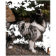 Ein sitzender Hund, der ein stilvolles beiges und blaues Geschirr trägt, zeigt sein glattes Fell und seine aufmerksame Haltung vor einem schlichten weißen Hintergrund.