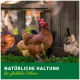 Eine Gruppe von Hühnern in einem grasbewachsenen Bereich, mit einem auffälligen braunen Huhn im Vordergrund. Textüberlagerung lautet "NATÜRLICHE HALTUNG für glückliche Hühner."