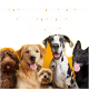 Vier glückliche Hunde – lockig braun, Golden Retriever, Deutsche Dogge und schwarzer Deutscher Schäferhund – vor einem leuchtend orangefarbenen Hintergrund mit Text über liebevolle Zuhause.