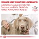 Tierarzt untersucht die Brust eines Hundes mit einem Stethoskop und bewirbt die Royal Canin Tierernährung für Hunde.