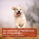 Golden Retriever läuft auf die Kamera zu mit rotem Textfeld: „Als natürliche Unterstützung der Immunabwehr“.