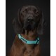 Glow Collar aqua 19 cm, 2 cm