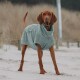 Ein brauner Hund, der einen weichen, hellblauen Handtuchmantel trägt, steht an einem sandigen Strand, umgeben von hohem Gras und Holzpfosten.