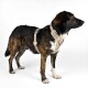 Ein sitzender Hund mit gestromtem Fell, der ein stilvolles beiges Geschirr mit einem gemusterten Design trägt und aufmerksam zur Seite schaut.