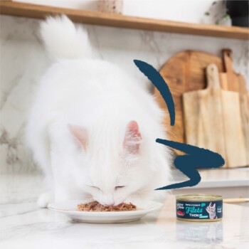 Un chat blanc duveteux mange dans une assiette de thon, avec une boîte de "Filets de Thon" à proximité sur un comptoir en marbre.