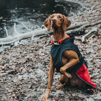 Ein brauner Vizsla-Hund, der eine schwarze und rote Jacke trägt, sitzt am Boden neben einem Teich und schaut aufmerksam in die Ferne.