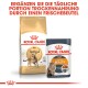 Royal Canin Tiernahrung: Bengal Adult Trockenfutterbeutel für Katzen und Care Intense Beauty Nassfutterbeutel, der die Ergänzung der Mahlzeiten fördert.
