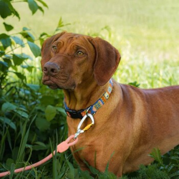 Ein brauner Hund mit einem bunten Halsband und einer Leine steht in einem grasbewachsenen Bereich, umgeben von grünem Laub.
