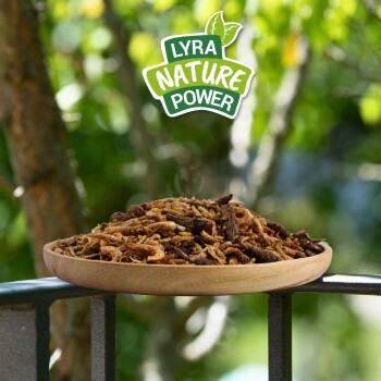 Holzplatte mit getrockneten Insekten auf einem Geländer, mit dem Logo "Lyra Nature Power" darüber und unscharfem grünem Laub im Hintergrund.