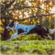 Ein schwarz-weißer Border Collie, der eine hellblaue Kühlweste trägt, läuft fröhlich über ein grasbewachsenes Feld, mit Bäumen und Sonnenlicht im Hintergrund.