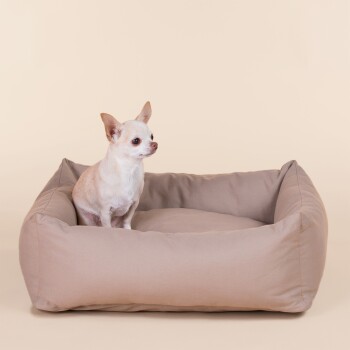 Ein kleiner beiger Chihuahua sitzt aufrecht in einem weichen, tanfarbenen Hundebett vor einem hellen Hintergrund.