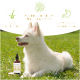 Ein gelber Behälter mit der Aufschrift "BIO Bierhefe", eine braune Glasflasche und eine Tropfflasche, die vor einer Box mit Hundesilhouetten präsentiert werden.