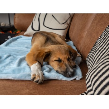 Ein entspannter Hund liegt auf einer hellblauen Decke auf einem braunen Sofa, mit dekorativen Kissen im Hintergrund.