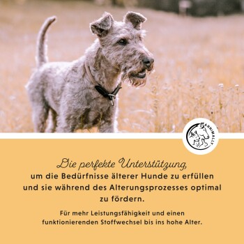Ein älterer Hund steht auf einem Feld, mit einem Text, der die Unterstützung für die Bedürfnisse und die Gesundheit älterer Hunde während des Alterns fördert.