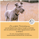 Ein älterer Hund steht auf einem Feld, mit einem Text, der die Unterstützung für die Bedürfnisse und die Gesundheit älterer Hunde während des Alterns fördert.