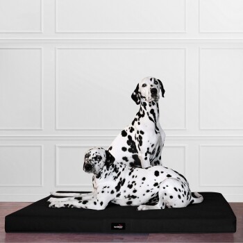 Zwei Dalmatinerhunde ruhen sich auf einem großen schwarzen Haustierbett in einem minimalistischen Raum mit weißen Wänden aus.