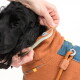 Schwarzer Hund trägt eine braune Fleecejacke mit angeleintem Halsband, Hände justieren den Kragen der Jacke, "Wooly Wolf" sichtbar am Leinenclip.