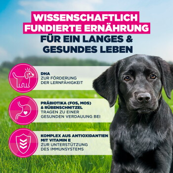 Chiot noir dans l'herbe avec titre allemand 'WISSENSCHAFTLICH FUNDIERTE ERNÄHRUNG' et icônes : DHA, Präbiotika, Antioxidantien.