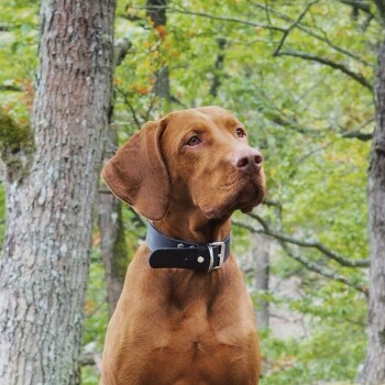 The Leather Collar Weinheim black 37 cm, 1.8 cm