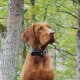 The Leather Collar Weinheim black 37 cm, 1.8 cm