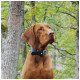 Ein brauner Hund mit einem schwarzen Halsband steht im Freien zwischen Bäumen und zeigt eine gesunde und wachsame Haltung.