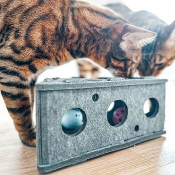 Zwei Bengalkatzen inspizieren neugierig ein graues Filzspielzeug für Katzen mit mehreren Löchern, das einen blauen Ball im Inneren zeigt.