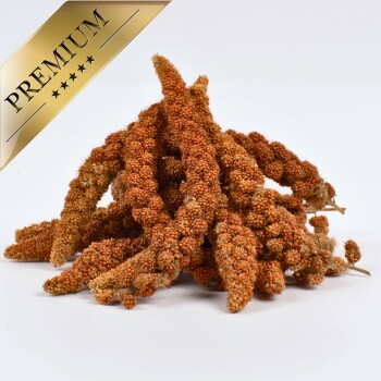 Ein Haufen getrockneter Hirseähren mit orangefarbenen und braunen Samen, gekrönt mit einem goldenen "PREMIUM"-Label, ideal für Haustiervögel.