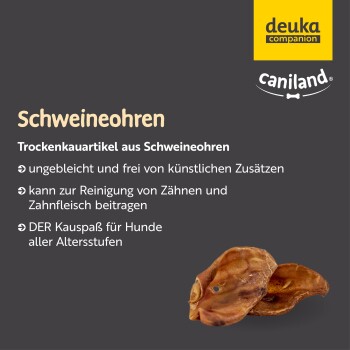 Schweineohren, ein Trockenkausnartikel für Hunde, ungebleicht und ohne künstliche Zusätze, fördert die Zahnhygiene.
