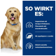 Ein Golden Retriever mit einem blauen Halsband neben einem Text, der Vorteile auflistet: Omega-3, Glucosamin, Chondroitin, L-Carnitin, Antioxidantien.