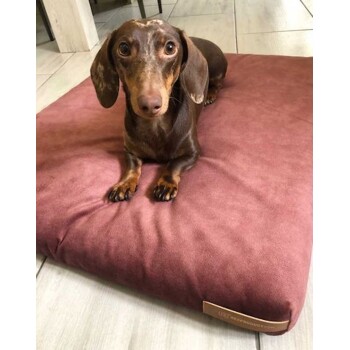 Ein brauner und tanfarbener Dackel sitzt auf einem plüschigen, burgunderfarbenen Haustierbett und schaut mit einem neugierigen Ausdruck direkt in die Kamera.