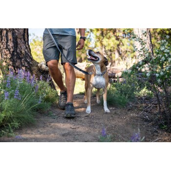 Eine Person in Shorts und T-Shirt führt einen glücklichen braun-weißen Hund an der Leine auf einem Schotterweg, umgeben von grünem Gras und lila Blumen.