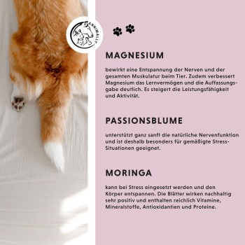Bild von einem Hund mit einem flauschigen Schwanz, begleitet von einem Text, der die Vorteile von Magnesium, Passionsblume und Moringa zur Stresslinderung bei Haustieren beschreibt.