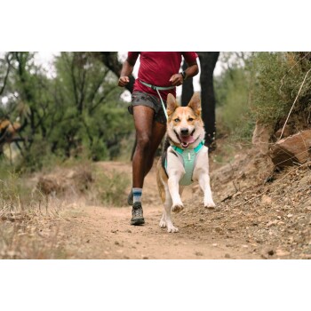 Ein Mann in einem roten Hemd und Shorts joggt auf einem Schotterweg mit einem glücklichen Hund, der ein türkisfarbenes Geschirr trägt, umgeben von Grün.