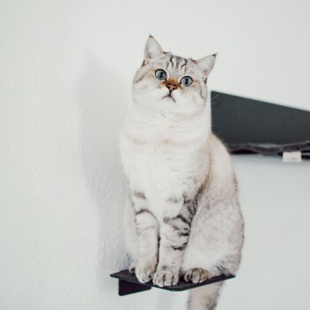 Eine flauschige grau-weiße Katze mit auffälligen blauen Augen sitzt auf einem schwarzen Regal vor einer weißen Wand und schaut neugierig in die Kamera.