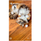 Flauschige, langhaarige Calico-Katze auf dem Rücken auf Holzboden mit einem weißen Bommel; Instagram-Story-Text 'farucoonies' und '14 h'