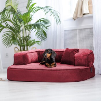 Ein gemütliches rotes Hundebett mit zwei Kissen, auf dem ein Dackel bequem liegt, umgeben von Zimmerpflanzen.
