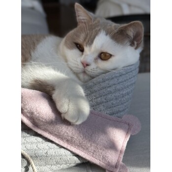 Eine entspannte grau-weiße Katze, die auf einer weichen, strukturierten Decke ruht, mit ihrer Pfote auf einem rosa Filzspielzeug.