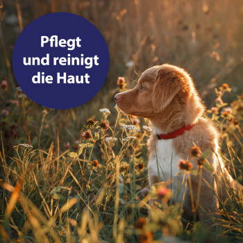 Braun-weißer Welpe auf einer sonnenbeschienenen Wiese mit rotem Halsband; blauer Kreis mit der Aufschrift "Pflegt und reinigt die Haut".