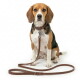 Beagle die zit op witte achtergrond met een bruine leren halsband en bijpassende riem met metalen ID-tag en klein rood logo.