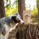 Ein blau-merle Australian Shepherd schnüffelt an Hundeleckerlis auf einem Holzstumpf, mit einer braunen Papiertüte mit Leckerlis im Hintergrund.