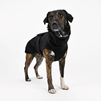 Ein stilvoller Hund in einem schwarzen, kapuzenartigen Mantel, der stolz mit erhobenem Kopf vor einem schlichten weißen Hintergrund steht.
