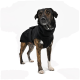 Ein stilvoller Hund in einem schwarzen, kapuzenartigen Mantel, der stolz mit erhobenem Kopf vor einem schlichten weißen Hintergrund steht.