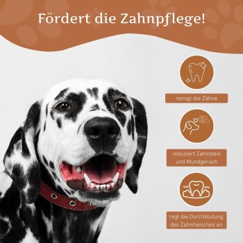 Lächelnder Dalmatiner in einem roten Halsband fördert die Zahnpflege mit dem Text: "Fördert die Zahnpflege!" und Symbolen für Zahnreinigung und Zahnfleischgesundheit.