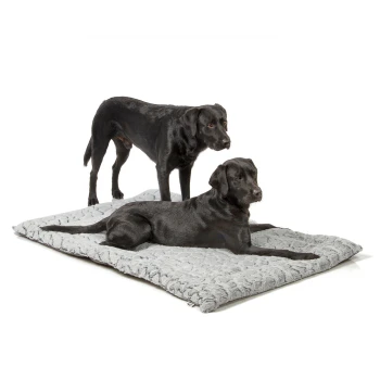 Zwei schwarze Labrador Retriever auf einem weichen grauen Haustierbett, einer steht und einer liegt, beide schauen zur Kamera.