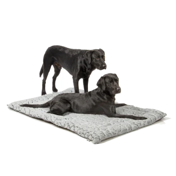 Zwei schwarze Labrador Retriever auf einem weichen grauen Haustierbett, einer steht und einer liegt, beide schauen zur Kamera.