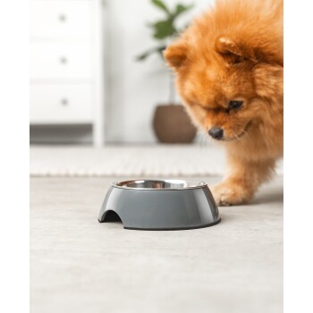 Ein flauschiger Pomeranian schnüffelt an einer grauen Futter-Schüssel, während eine Hand sie in eine Geschirrspülmaschine stellt, und der Hund leckt die Schüssel.