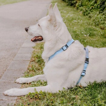 Ein weißer Hund, der ein blaues Geschirr trägt, liegt auf grünem Gras neben einem gepflasterten Weg und sieht zufrieden und entspannt aus.