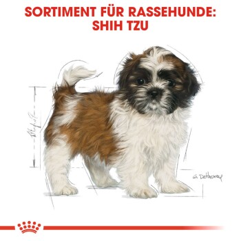 Illustration eines Shih Tzu-Welpen mit braunem und weißem Fell, mit der Aufschrift "SORTIMENT FÜR RASSEHUNDE: SHIH TZU" oben.