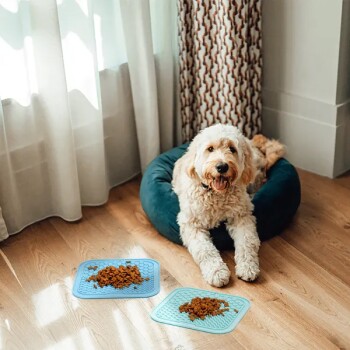 Ein flauschiger, hellfarbener Hund sitzt auf einem Holzboden neben einem türkisfarbenen Hundebett, mit zwei blauen Fressmatten, die Hundefutter halten.